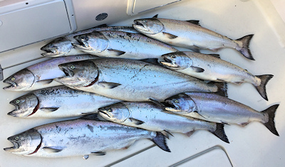 Nice catch of salmon at Ucluelet, BC